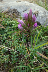 German Gentian (Gentianella germanica) flower growing on Monte Poieto in Italy