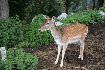 Naklejka na ściany i meble Fallow Deer (Dama dama) at Monte Poieto in Italy