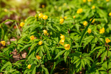 The first spring flowers in the park. The arrival of spring.