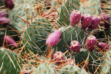 Green cactus with large thorns