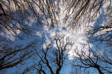 Spring day in the park with clouds. Walk in the forest..