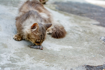 The cat hunts the mouse