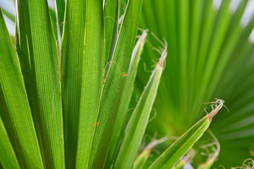 Green sheet of robust palm tree