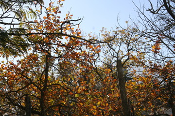 trees in autumn