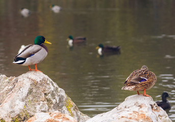 Male duck looking at a female that ignores him