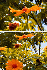 Flowers in the morning