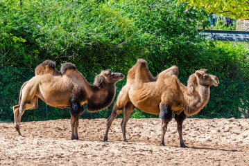 The Bactrian camel is a large, even-toed ungulate native to the steppes of Central Asia. It has two humps on its back, in contrast to the single-humped dromedary camel.