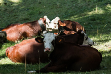 Vaches 