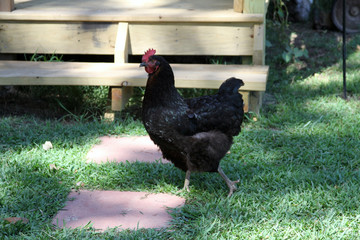 Chickens Farm Country