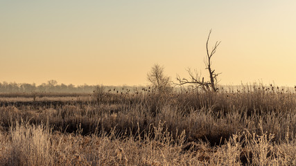 Narwiański Park Narodowy. Rzeka Narew. Polska Amazonia, Podlasie,Polska © podlaski49