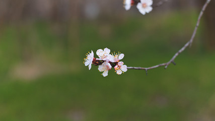 Blossoming sprig of apricot tree in the forest