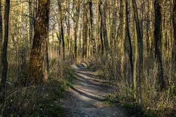 un chemin en foret 