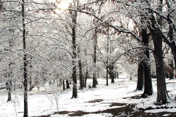 Snow Path in the Woods