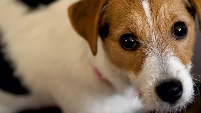 Jack Russell Terrier dog looking to camera Handheld shot