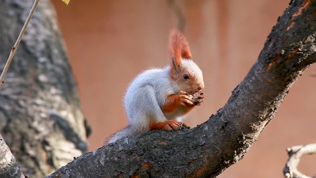 Squirrel eating a nut on the pine branch on a sunny morning