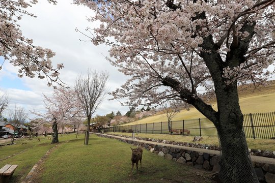 14 324 件の最適な 奈良公園 画像 ストック写真 ベクター Adobe Stock