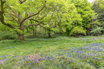 Bluebells in Staffhurst Woods near Oxted Surrey