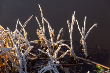 Narwiański Park Narodowy. Rzeka Narew. Polska Amazonia, Podlasie,Polska © podlaski49