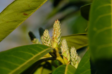 Knospen zwischen Blättern in einem Busch Lorbeerkirsche / Kirchlorbeer (Lat.: Prunus laurocerasus) im Frühling
