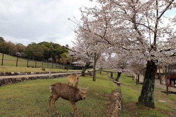 奈良公園　鹿と桜