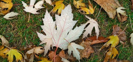 Water drop on autumn leaf. Drops of rain in the morning glow in the sun.