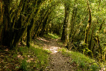 Fototapeta premium Chemin en foret 