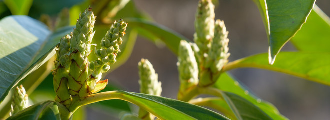 Banner: Knospen und Blütenstände zwischen Blättern in einem Busch Lorbeerkirsche / Kirchlorbeer...