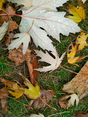 Water drop on autumn leaf. Drops of rain in the morning glow in the sun.