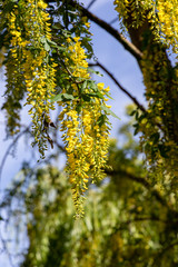 Laburnum tree with vivid yellow flowers against a blue sky