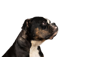 Portrait of the head an Old English Bulldog standing isolated against a white background