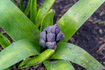 blue hyacinth flower blossom before blooming