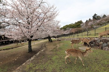 奈良公園　鹿と桜