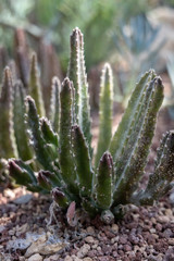 Stapelia grandflora Masson just about to flower