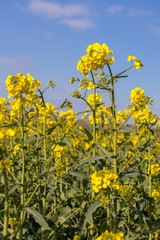 Obraz premium Rapeseed (Brassica napus) flowering in the East Sussex countryside near Birch Grove