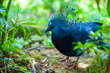 Unusual Crowned Pigeon in a green park. beauty of nature. Bird watching