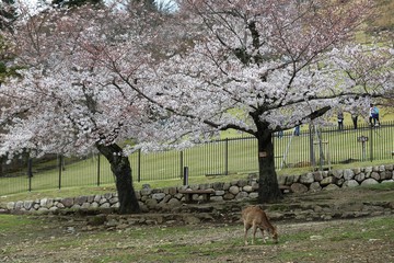 奈良公園　鹿と桜