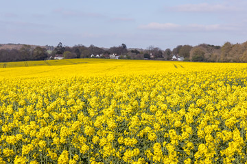 Obraz premium Rapeseed (Brassica napus) flowering in the East Sussex countryside near Birch Grove