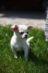 cane amico cucciolo cane 