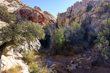 water oasis landscape Red Rock Canyon National Conservation Area Nevada’s Mojave Desert