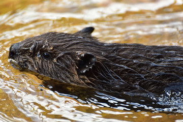 Otter, a cute brown animal 