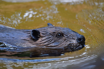 Fototapeta premium Otter, a cute brown animal 