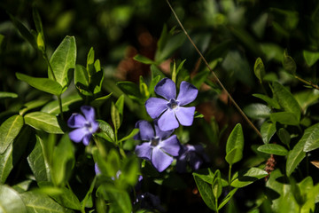 fleurs bleue © marcelina