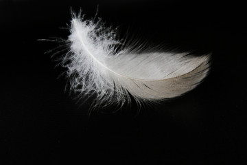 Single white feather on the black bacground 