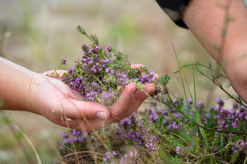 Collecting wild thyme flowers outdoors. Blooming thymus vulgaris pink plant flowers are used for tea and as a rural medicine. Female holding wild flowers in hand - obrazy, fototapety, plakaty