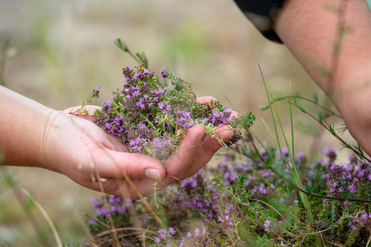Collecting wild thyme flowers outdoors. Blooming thymus vulgaris pink plant flowers are used for tea and as a rural medicine. Female holding wild flowers in hand