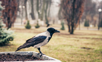 black and white crow sitting on the sidewalk in a park on an autumn day.