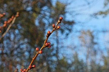 one brown thin cherry branch with red buds in the spring garden