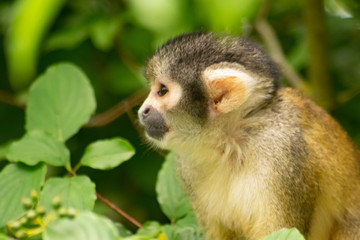 Common Squirrel Monkey Side Portrait