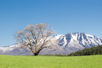 春の一本桜