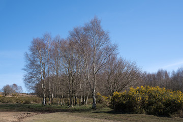 Fototapeta premium View of the Ashdown Forest in East Sussex on a sunny spring day